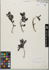 Foto von Salix glabra Scop.